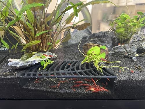 Shrimp Breeding Hide | Shrimp Cave | Shrimp Hide | Tunnel | Black - size: Halfmoon Hide