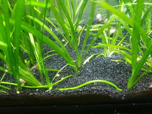 The Frog House Black Aquarium Sand Substrate (35lbs) - size: 35 pounds