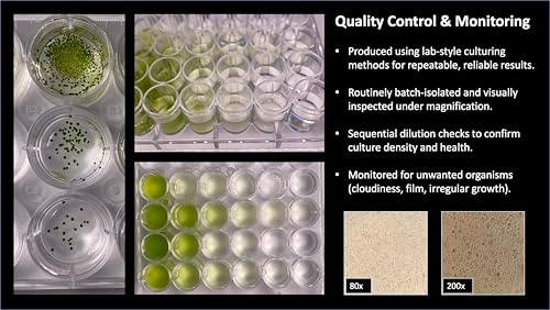 Complete Green Water (Chlorella vulgaris) Culture and Expansion Kit: One 8 oz Working Container, One 1 oz Backup Container, Harvesting Tools, and Tap Water Conditioner - Live phytoplankton