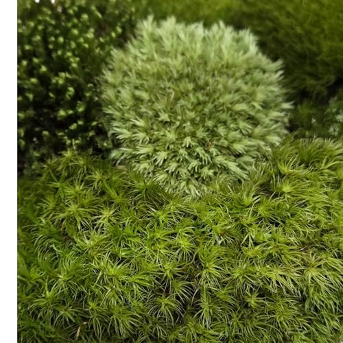 Live Terrarium Moss Assortment