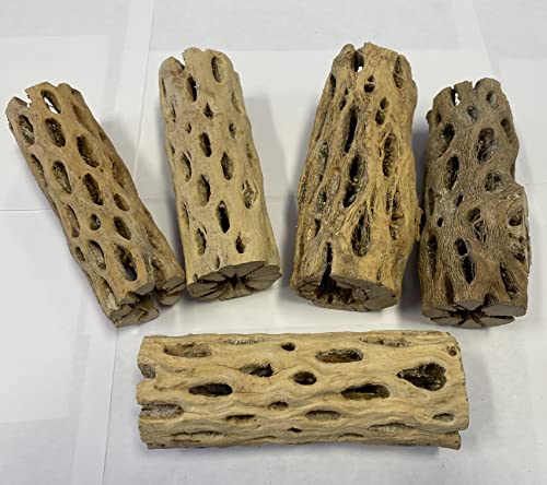 Awesome Aquatic 6 in x 2-3” Thick XL Teddy Bear/Chain Fruit/Buckhorn/Staghorn Cholla Wood Hollow Tube Wood Cactus Skeleton Tubes Thick/Diameter (6 in x 2-3 in Diameter) | XL Hideouts • Hollow tubes • Natural biofilm surface • Secure hideouts • Shrimp plec