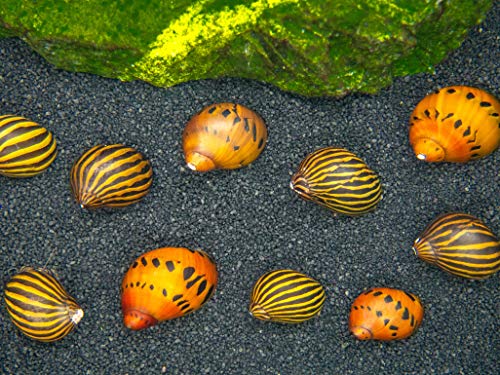 Aquatic Arts Nerite Snail Combo Pack: 20 Zebra, 20 Tiger | Nano Tank Snail | Safe with Betta/Tetra/Guppy Fish or Dwarf Shrimp Aquariums - size: 20-SNAILS-EACH