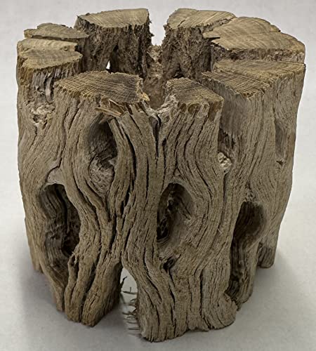 3 Natural Cholla Wood Air Plant Display Holders Individually Unique Round Decorative Stands (3 Pack Cholla Rounds) - style: 3 Pack Cholla Rounds