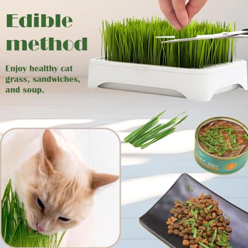 2-Pack Cat Grass Planter (No Seeds Included), Tri-Section Design, Anti-Pull Out Cat Grass Seed Starter Tray, Sprouts Growing Kit, Microgreens Growing Trays