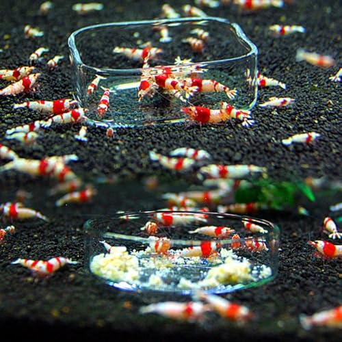 Shrimp Food Box, Round/Square Practical Fish Feeding Bowl, Acrylic Transparent Aquarium Accessories Fish Feeding Dish Shrimp Food Feeding Circle(A) - style: A