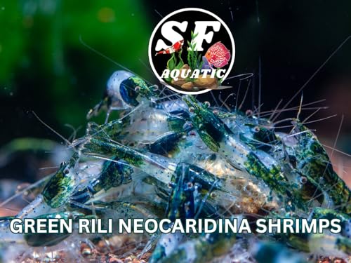 SF Aquatic™ 20 Green Rili High Grade Neocaridina Live Freshwater Aquarium Shrimps Fully Mature Breeding Age. Live Arrival Guarantee. - color: Green Rili, size: 20 Shrimps