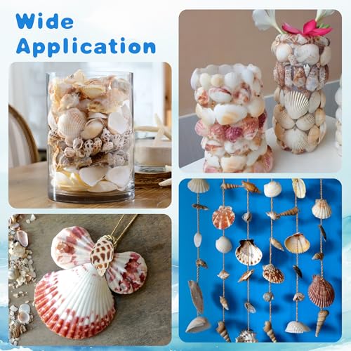Natural Sea Shell Mixed Ocean Shells Set for DIY Crafts, Beach Themed Decor