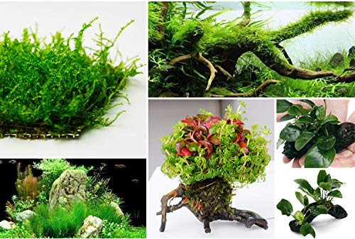 5X 120m 0.2mm Crystal String Moss Line for Aquarium Fish Tank Water Grass Driftwood Landscaping