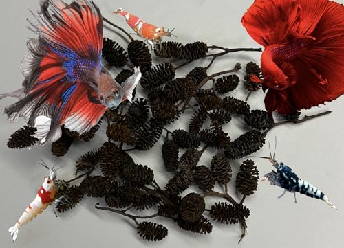 Awesome Aquatic 50 Alder Cones, Blackwater, Betta Shrimp Habitat | Natural tannins Botanicals Softwater Leaf litter Biofilm surface Water enrichment Natural décor Easy to use - size: 50 Pack Alder