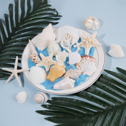 JQAQJU 20 Kinds Sea Shells Mixed Starfish Seashells for Crafts | Various Sizes Natural Ocean Conch Sea Shells for Decorating, DIY Crafts, Vase Filler, Beach Party, Fish Tank, Home Wedding