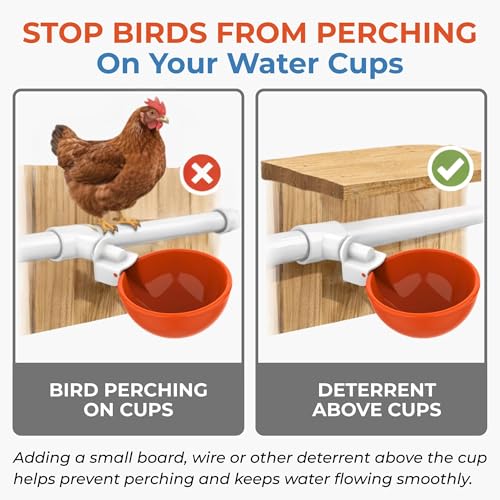 Lil'Clucker Large Automatic Chicken Waterer Cups with 1/2" PVC Tee Fittings - Chicken Water Cups, Chicken Water Feeder, for Chicks, Duck, Goose, Turkey - Poultry Waterer Feeder Kit (Orange, 5-Pack) - size: 5-Pack
