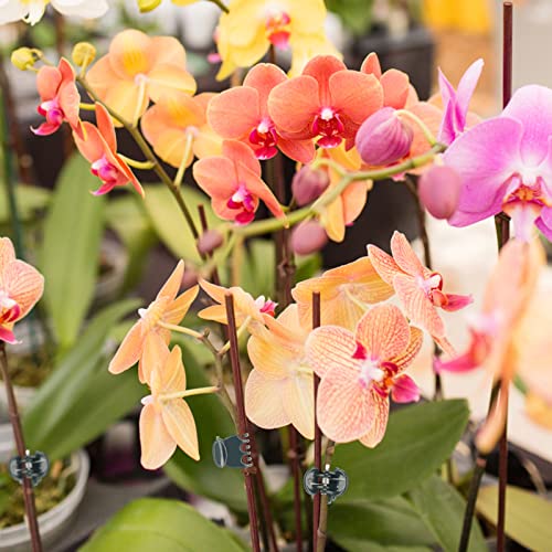 Plant Orchid Clips,100 Pcs Plant Clips | Dark Green Plant Orchid Support Clips with Box,Garden Orchid Clips for Supporting Stems Vines Stalks Grow Upright