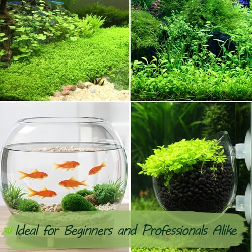 Premium Aquarium Plant Seeds for Planting β 8,000+ Live Mixed Seeds, 4 Varieties β Easy-to-Grow Aquatic Greenery for Lush, Vibrant Fish Tanks
