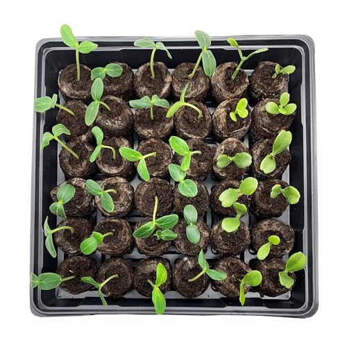 Jiffy Seed Starting Tray Kit - 36 Cell, Bonus 3 Pack, Seeding Starter Kit - 11 x 11 x 4.25 in - Plastic - style: 3 Greenhouse Kit