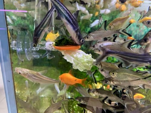 6pcs Aquarium Suction Cup Clips Seaweed Clip for Saltwater Fish Tank Veggie Feeder clamp Plant Holder nori Clip Saltwater Aquarium Tool Fish Tank Accessories - size: 6pcs suction cup clips