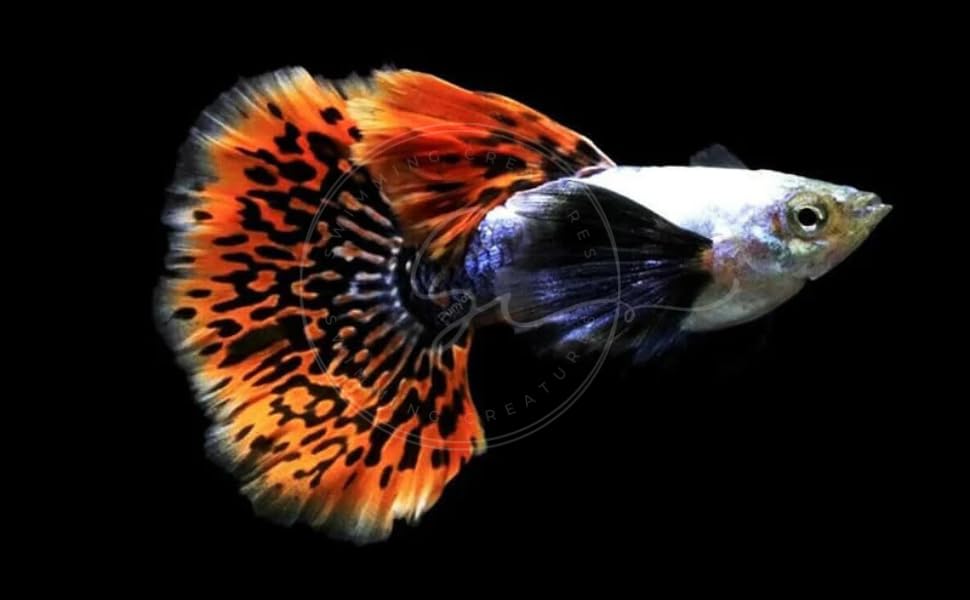 Swimming Creatures™ Tropical Live Guppy Freshwater Aquarium Fish (5 Dumbo Ear Male Guppy) - color: 5 Dumbo Ear Male Guppy