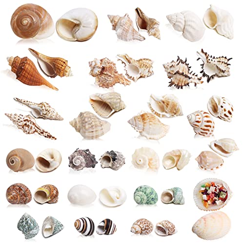 21PCS Hermit Crab Shells Medium Small 1.2"-3.9" Seashells, Opening 0.5"-2" | Growth Turbo Shells, Natural Sea Conch Shell for Hermit Crab Accessories, Sea Shells for Beach Decorations