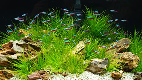 Aquarium Ohko Dragon Stone Rock Mixed Sizes - size: 10 LB