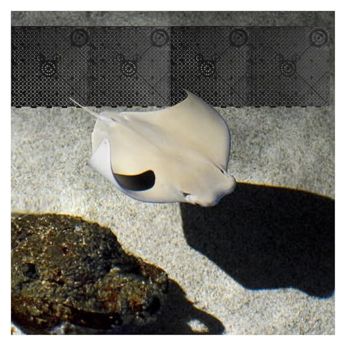 5Pcs Sand Dividing Board Fish Tank Bottom Filter Plates Aquarium Divider Grid Multi-Hole Design Aquarium Supplies