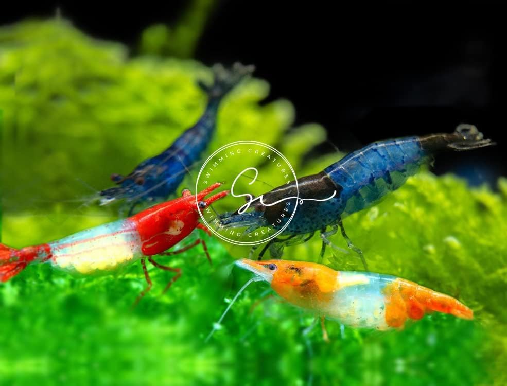 Swimming Creatures™ Premium Neocaridina Shrimp – Freshwater Aquarium Shrimp (10, Rili Mix) - color: RILI MIX