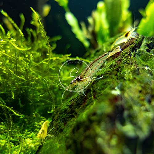 Swimming Creatures™ 10 Amano Premium High-Grade Caridina Freshwater Aquarium Shrimp Live