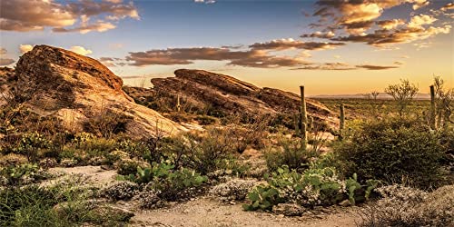 Yeele 20x10ft Desolate Desert Photography Background Weathered Rock Cactus Plants Sunset Nature Backdrop Fish Tank Decoration Travel Hiking Adventure Western Cowboy Portrait Photo Booth Shoot Props
