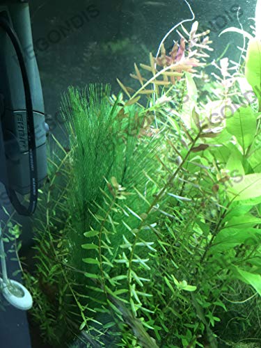 Aquarium Decorations 5Pcs Fish Tank Artificial Green Water Plants Made of Silk Fabrics Plastic - color: 11" * 5 Pcs, Green