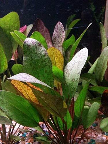 Potted Live Aquarium Plants | Freshwater Aquatic Plants for Aquariums (Red Flame Sword) - color: Red Flame Sword