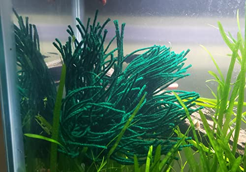 Spawning Mop - Floating or Weightless or Sinking - for Breeding Spawning Fish (Sinking) - style: Sinking