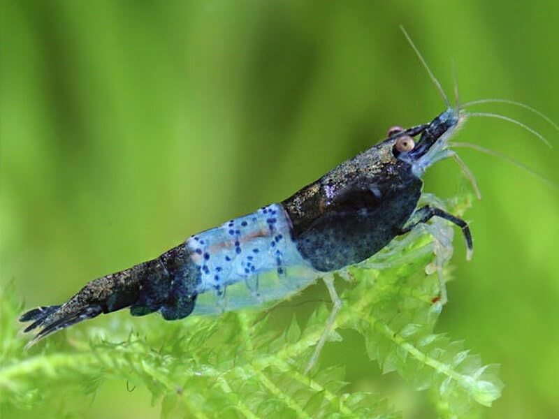 SF Aquatic™ 10 Blue Rili Shrimps High Grade Neocaridina Live Freshwater Aquarium Shrimps. Mature Breeding Age. Live Arrival Guarantee. - color: Blue Rili, size: 10 Shrimps