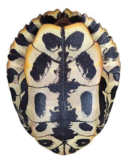 Pond Turtle Shell (6-8 inches) (Natural Bone Quality A) Red Eared Slider Real Turtle Shell - Genuine - Authentic