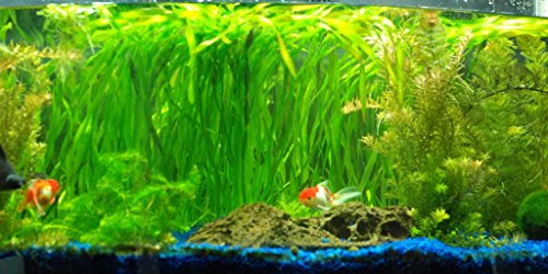 Jungle Vallisneria Rooted Plants 15-20 inches Tall - Easy Background Aquarium Plants