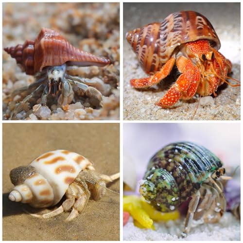 15PCS Hermit Crab Shells 1.6"-3.2", Growth Turbo Seashells | Natural Sea Conch Shell for Small to Medium and Large Crabs, Saltwater Hermit Crab Accessories and Sea Shells for Beach Decor
