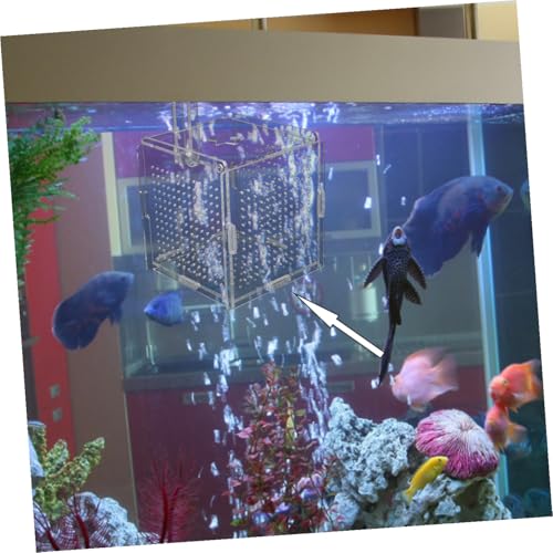 Toddmomy 1set Fish Tank Isolation Box Cups and Hook Acrylic Breeding Holder for Safe Fish Separation Design for Easy Installation and Cleaning