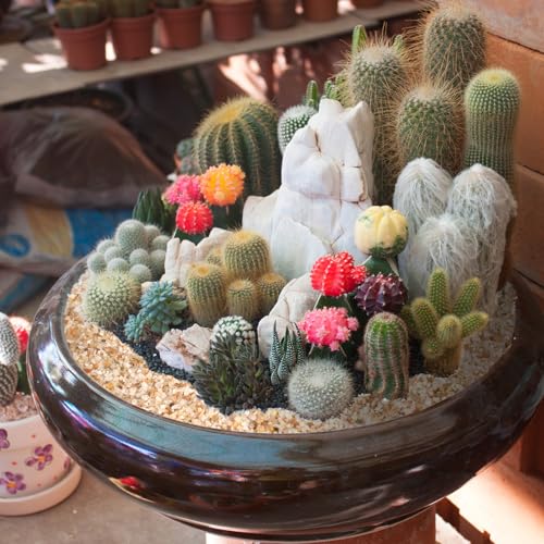 1-2mm Coarse Sand for Plants, 12lbs Horticultural Sand for Succulents, Desert Silica Sand for Cactus, Vases, Aquariums, Terrarium, Fish Tank, Drainage Rocks for Potted Plants, Bamboo, Crafts
