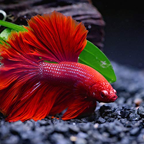 Boao 4 Pcs Betta Fish Bed Leaf Hammock Fish Tank Accessories - style: Single Leaf