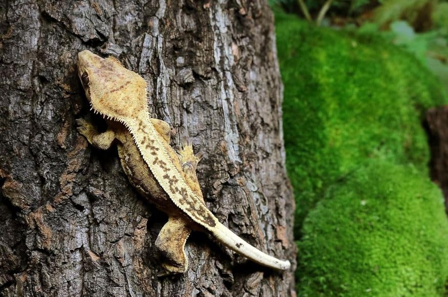 Galápagos (05505) Natural Cork Bark for Reptiles – Ideal for Bearded Dragons, Snakes, and Geckos – Climbing Accessory for Terrariums, Turtle Tanks, and Bird Cages, Tube 7” – 9”, Natural