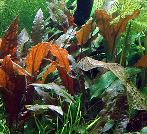 Cryptocoryne Mioya Freshwater Live Aquarium Plant in Tissue Culture Cup for Aquatic Fish Tank Decoration