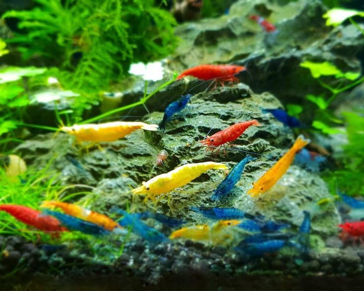 SF Aquatic™ 20 Mix Neocaridina High Grade Neocaridina Live Freshwater Aquarium Shrimps. Fully Mature Breeding Age. Live Arrival Guarantee. - color: Mix Color Neocaridina, size: 20 Shrimps