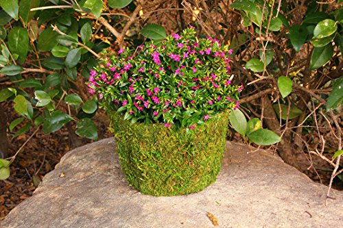 SuperMoss (55112 Creekside, Fresh Green, Medium for Indoor and Outdoor Usage - size: Medium