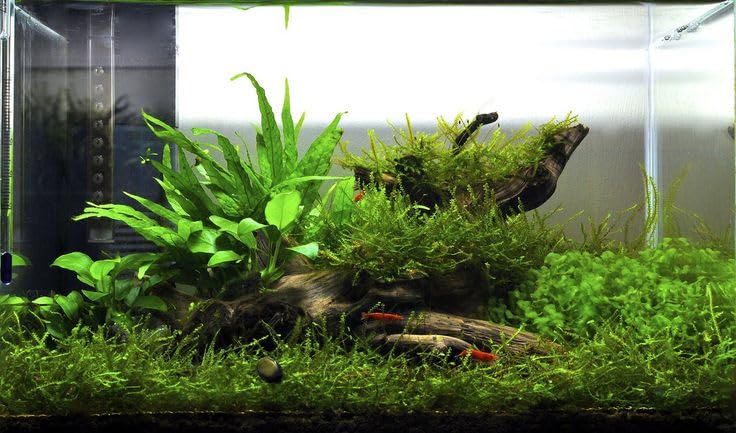 Swimming Creatures™ Live Aquarium Plants (Java Fern (1 Bunch)) - color: Java Fern (1 Bunch)