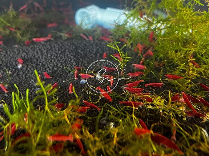 Swimming Creatures™ Premium Neocaridina Shrimp – A Perfect Combo to Brighten Your Aquarium! (10 Premium RED) - color: Mixed