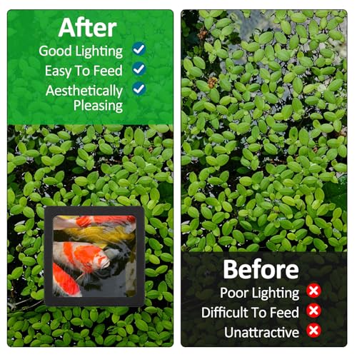 6PCS Aquarium Floating Plant Corral, Black EVA Fish Feeding Ring Set, Fish Tank Accessories for Mini Betta Tank, Floating Plants Holder|Feeder|Corral(3 Round + 3 Square) - style: 3 Round & 3 Square