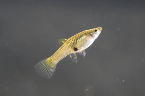 Swimming Creatures™ 6 Female Guppy Live Tropical Freshwater Aquarium Fish - color: 6 Assorted Female Guppy
