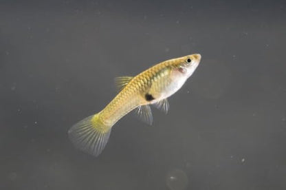 Swimming Creatures™ 6 Female Guppy Live Tropical Freshwater Aquarium Fish - color: 6 Assorted Female Guppy