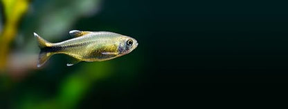 Swimming Creatures 5 PCS Assorted Tetra Mix, Freshwater Aquarium Fish Live Arrival Guarantee (3-4 Kinds Mix)