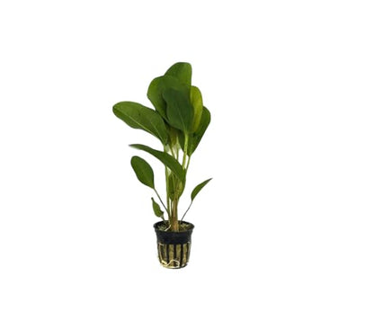Live Aquarium Plants Bundle | Anubias Barteri, Amazon Sword, Dwarf Sagittaria, Easy Care Freshwater Plant Starter Pack for Fish Tank, No CO2 Required