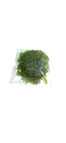 Christmas Moss Vesicularia Montagnei Live Freshwater Aquarium Plants Buy 2 Get 1