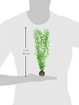 biOrb Winter Flower Plant Pack Medium - color: Winter Flowers, size: Medium