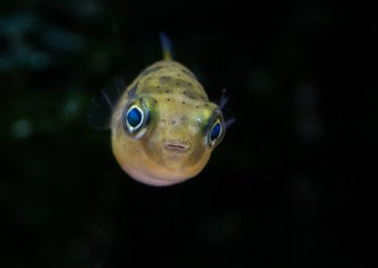 Swimming Creatures 4 Dwarf Pea Puffer Jenvnies (Carinotetraodon Travancoricus) Approx 1/2" Freshwater Aquarium Fish, 100% Live Arrival Guarantee.